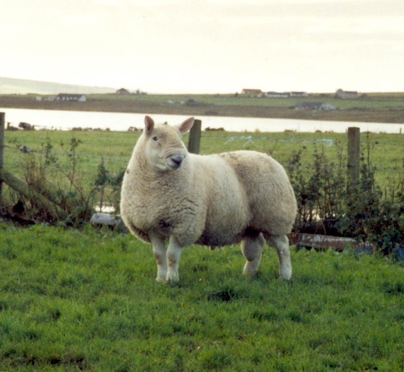 scan0002.jpg