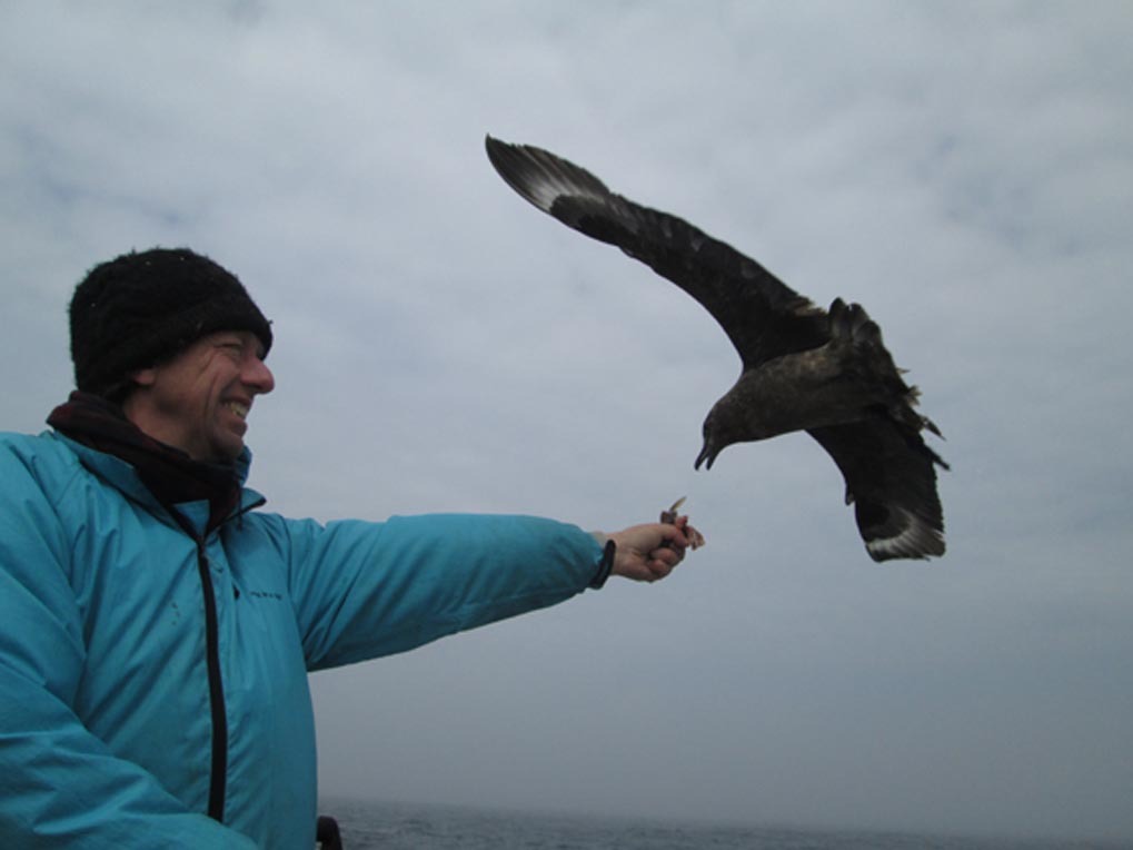 4 great skua on boat  June 2013.jpg
