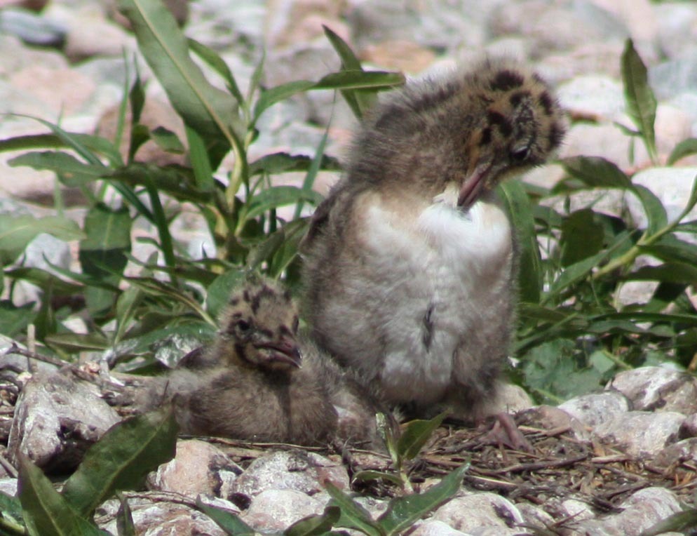 21 Bird Hide Brough 28th June 2010.jpg