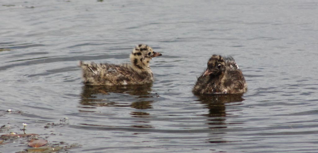 8 Bird Hide Brough 28th June 2010.jpg