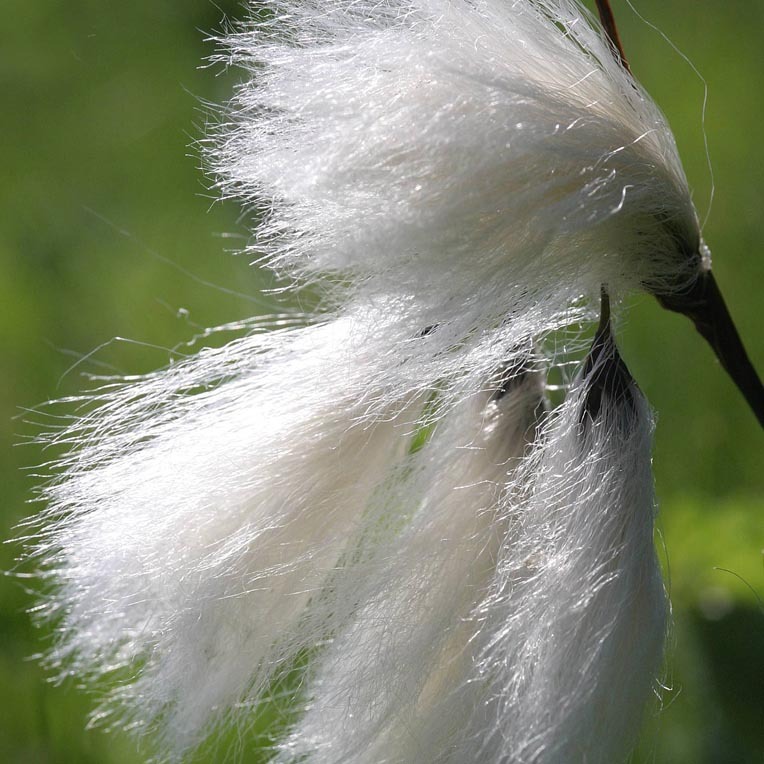 Cotton Grass - 02.jpg