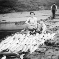 Cod - landed at Brough Harbour.
