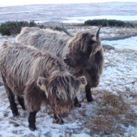 Highland Cows on Burifa Hill,  Dunnet Head in the snow - 2010.