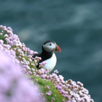 Puffins - Dunnet Head - 03.jpg