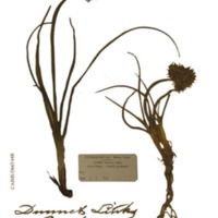 Robert Dick - the baker and botanist of Thurso 1811-1866.  
