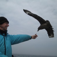 Great Skua  Joe Kaar . June 2013. 