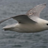 7556 Fulmar at Brough Harbour.jpg