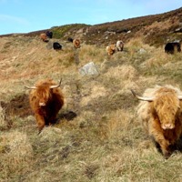 Highland Cows on Burifa Hill, Dunnet Head - 2007.