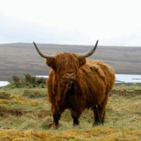 Highland Cow on Burifa Hill, Dunnet Head.