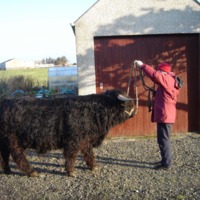 Magnus the Highland cow with Joan Glass at Ivy Cottage, Brough - 2005.