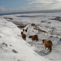 Highland Cows on Burifa Hill, Dunnet Head in the snow, 2006.