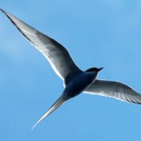 arctic-tern-300x197.jpg