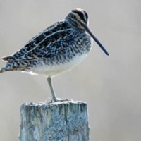 common-snipe-300x197.jpg
