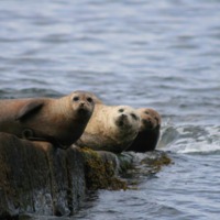 Brough Harbour - seals..jpg
