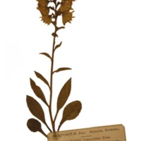 Robert Dick - the baker and botanist of Thurso 1811-1866.  