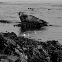 Seal at Brough Harbour.